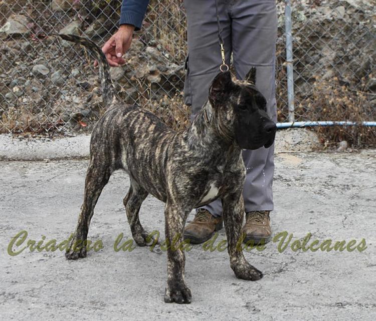 Dogo Canario. Haimar De La Isla De Los Volcanes.