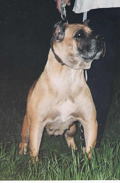 Dogo Canario. Rubia.