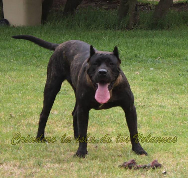 Dogo Canario. Pantera De La Isla De Los Volcanes.