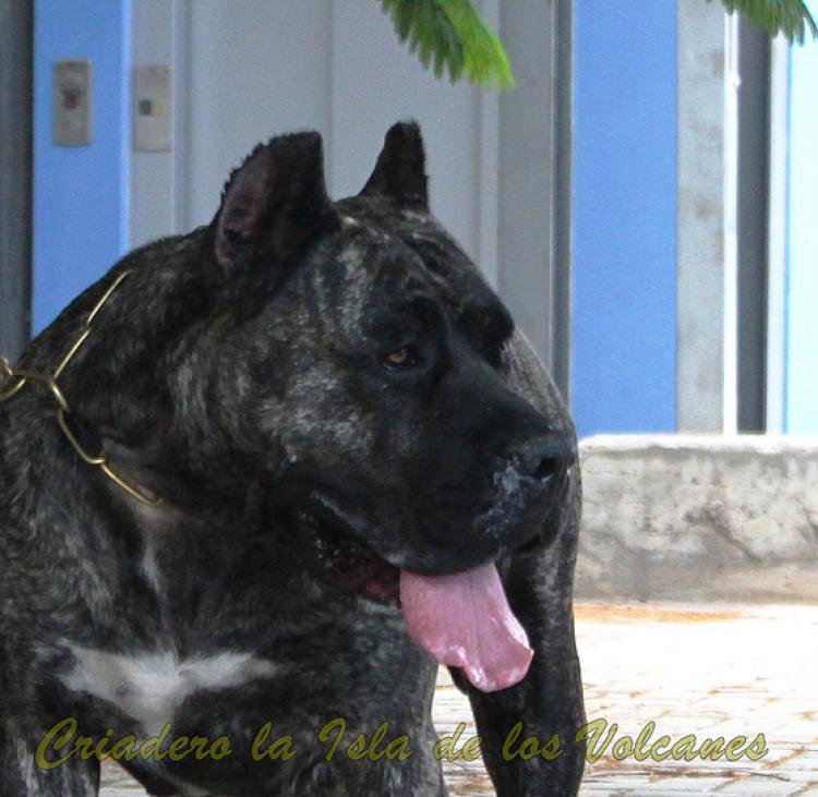 Dogo Canario. Cora De La Isla De Los Volcanes.