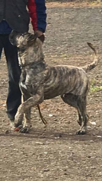 Apostando por el PRESA / DOGO CANARIO en IPO Dogo Canario  Apostando por el PRESA / DOGO CANARIO en IPO Dogo Canario