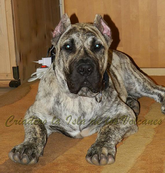 Dogo Canario. Jack De La Isla De Los Volcanes.