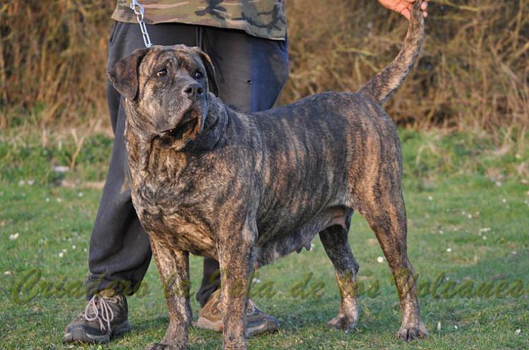 Dogo Canario. Mora de Presas Yeyfe. Dogo Canario. Mora de Presas Yeyfe.