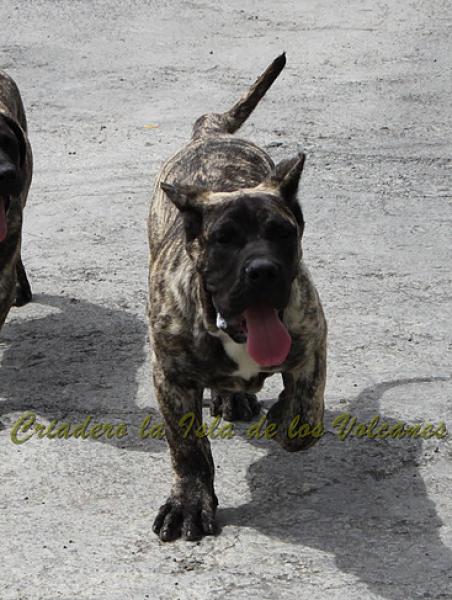 Dogo Canario. Hurcan De La Isla De Los Volcanes.