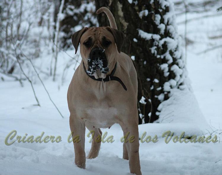 Dogo Canario. Reisha De La Isla De Los Volcanes.