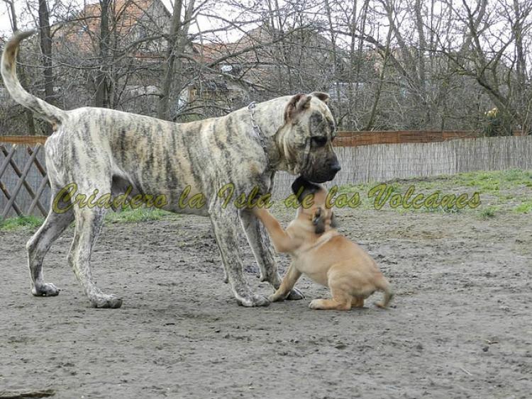 Dogo Canario. Jack De La Isla De Los Volcanes.