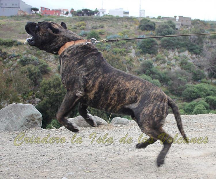 Dogo Canario. FRANCO DE LA ISLA DE LOS VOLCANES.