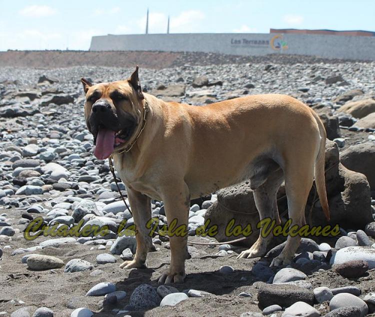Dogo Canario. Turco De La Isla De Los Volcanes.