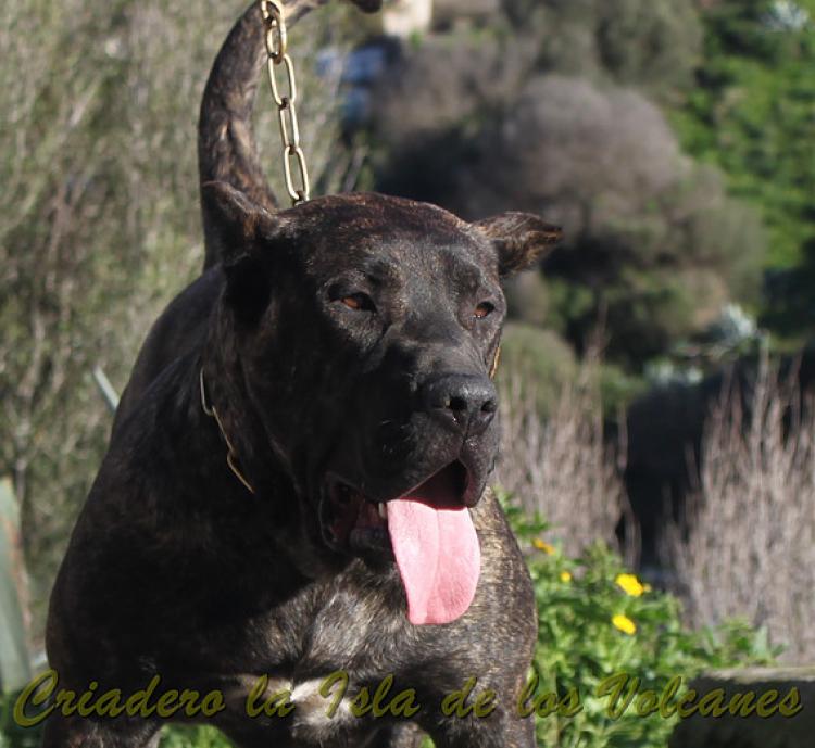 Dogo Canario. FANNY DE LA ISLA DE LOS VOLCANES con 8 meses.