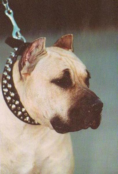 Dogo Canario. Abedul.