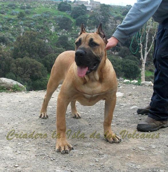 Dogo Canario. Turco De La Isla De Los Volcanes con 8 meses.