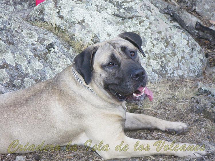 Dogo Canario. Ambar De La Isla De Los Volcanes.