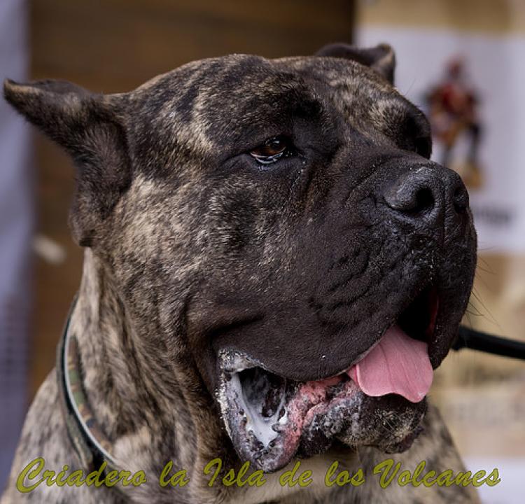 Dogo Canario. Hurcan De La Isla De Los Volcanes.