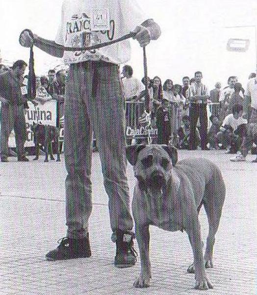 Dogo Canario. Catana.