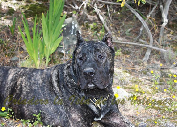Dogo Canario. Yuma De La Isla De Los Volcanes en 2014.