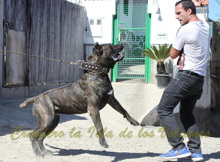 Dogo Canario. FRANCO DE LA ISLA DE LOS VOLCANES. Dogo Canario. FRANCO DE LA ISLA DE LOS VOLCANES.