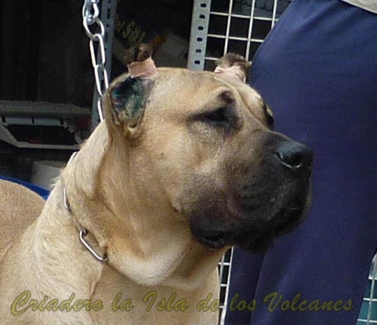 Dogo Canario. Lolo De La Isla De Los Volcanes. Dogo Canario. Lolo De La Isla De Los Volcanes.