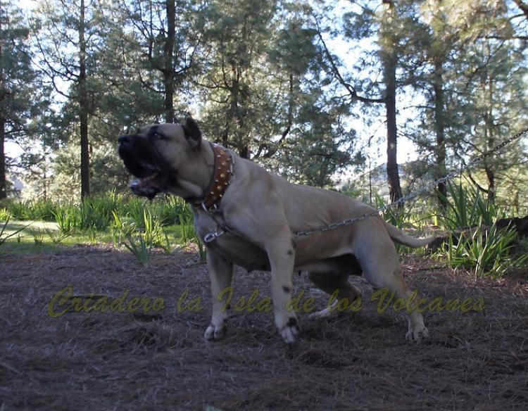Dogo Canario. Vicky De La Isla De Los Volcanes. Dogo Canario. Vicky De La Isla De Los Volcanes.