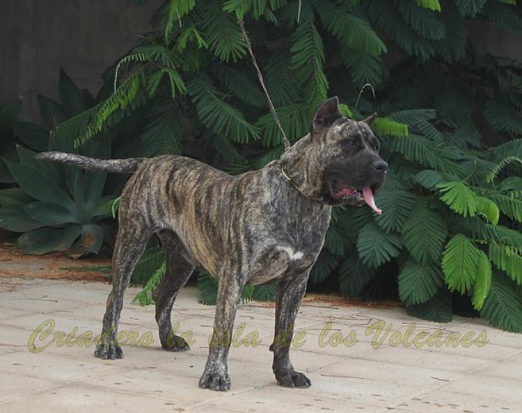 Dogo Canario. Haria De La Isla De Los Volcanes.
