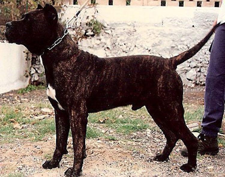 Dogo Canario. Ebro.