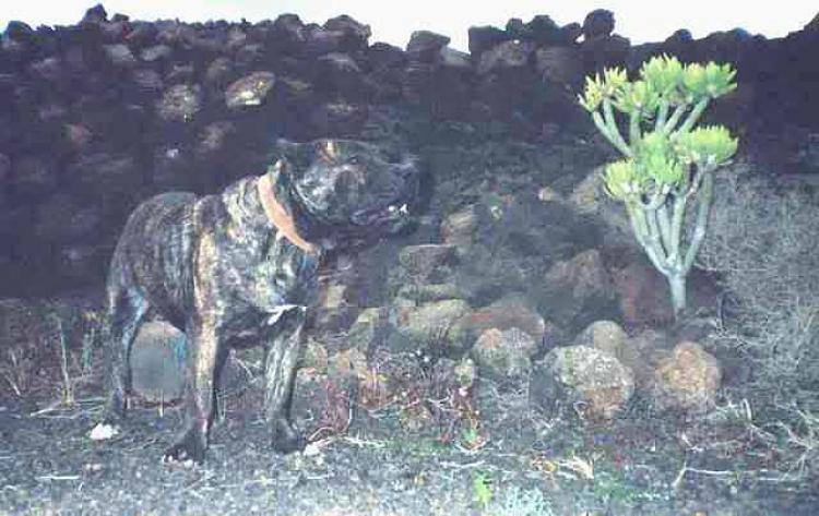Dogo Canario.