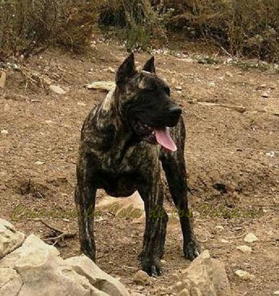 Dogo Canario. Guaira De La Isla De Los Volcanes.