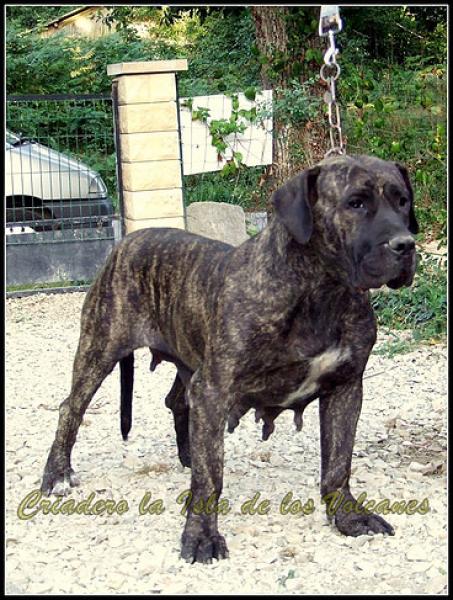 Dogo Canario. Leska De La Isla De Los Volvanes.