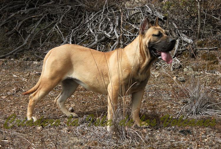 Dogo Canario. Duna I De La Isla De Los Volcanes.