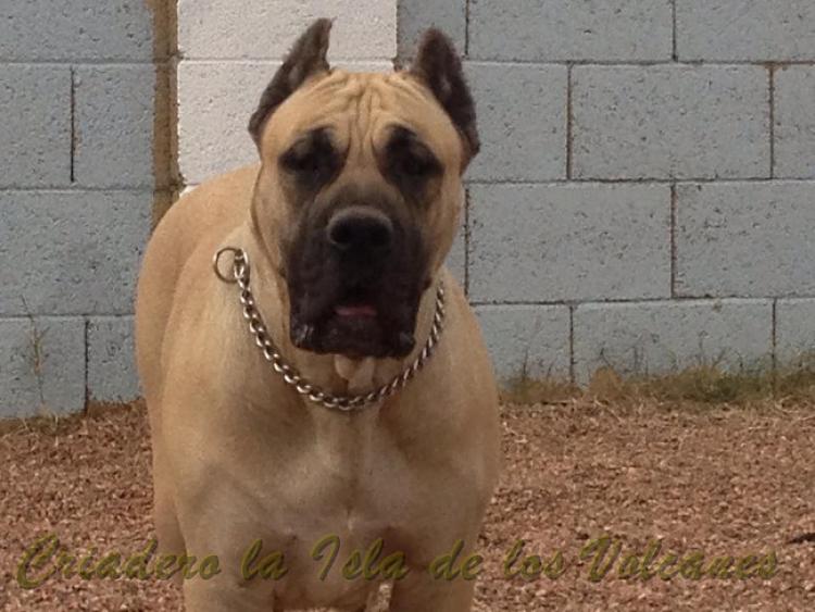 Dogo Canario. Reina De La Isla De Los Volcanes.