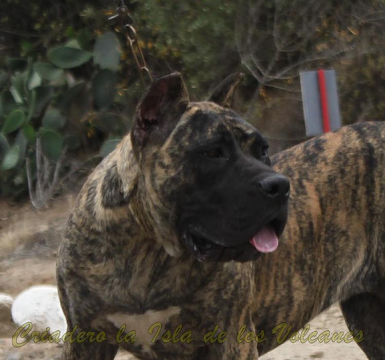 Dogo Canario. Nazaret De La Isla De Los Volcanes.