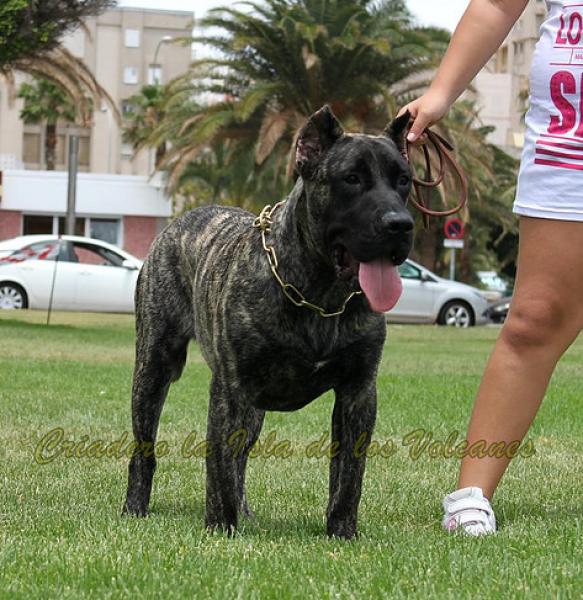 Dogo Canario. Wally De La Isla De Los Volcanes.