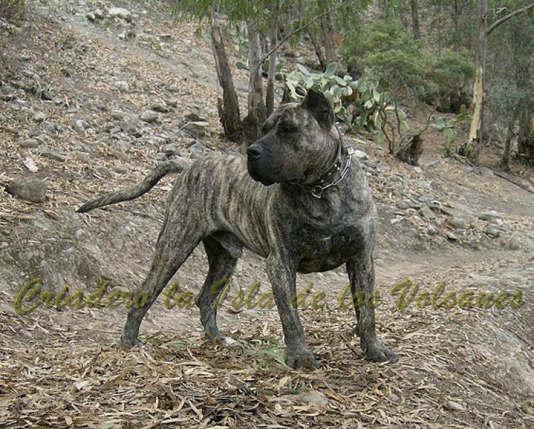 Dogo Canario. Taison De La Isla De Los Volcanes.