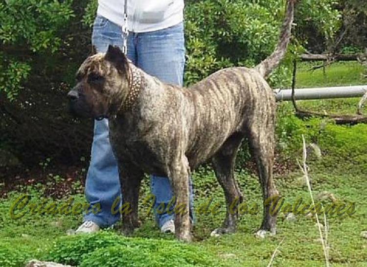 Dogo Canario. Taison De La Isla De Los Volcanes.