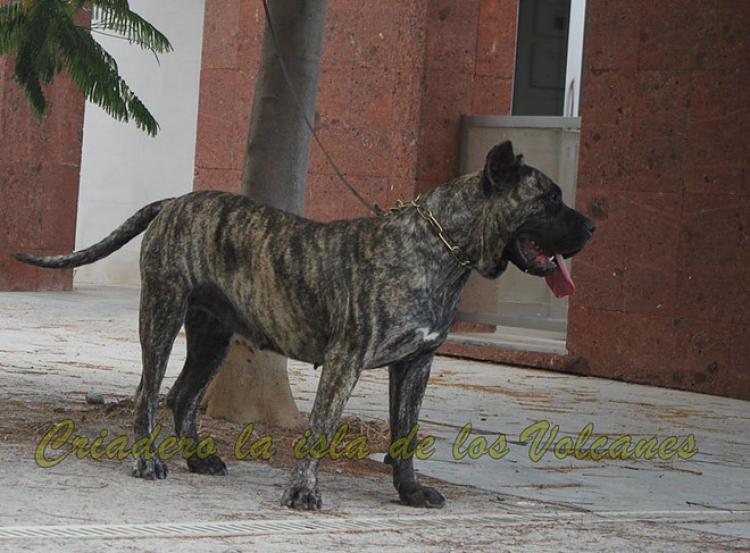 Dogo Canario. Haria De La Isla De Los Volcanes.