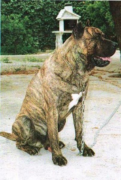 Dogo Canario. Arcan.