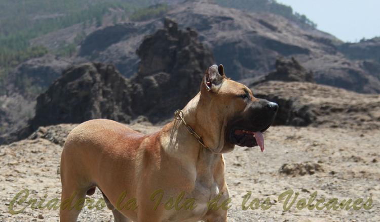 Dogo Canario. Turco De La Isla De Los Volcanes con 12 meses.