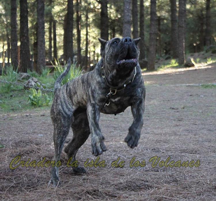 Presa Canario o Dogo Canario Dogo Canario. Haria De La Isla De Los Volcanes. Presa Canario o Dogo Canario Dogo Canario. Haria De La Isla De Los Volcanes.
