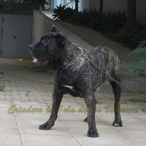 Dogo Canario. Yuma De La Isla De Los Volcanes en 2016.
