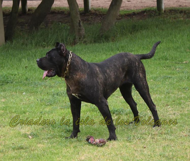 Dogo Canario. Pantera De La Isla De Los Volcanes.