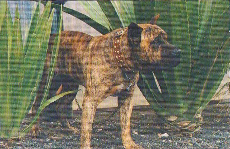 Dogo Canario. Fotos Historicas. León.