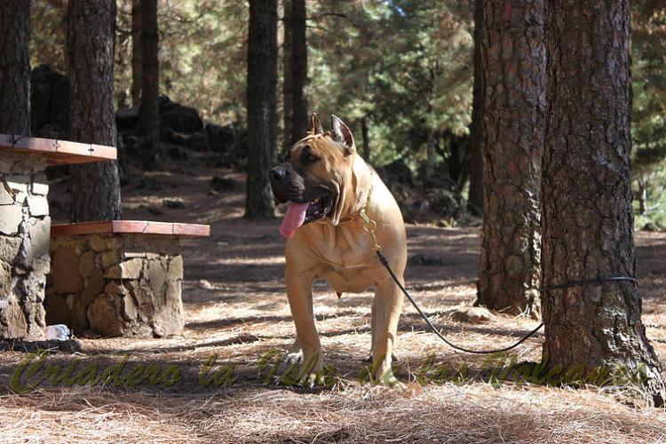 Dogo Canario. Turco De La Isla De Los Volcanes de joven.