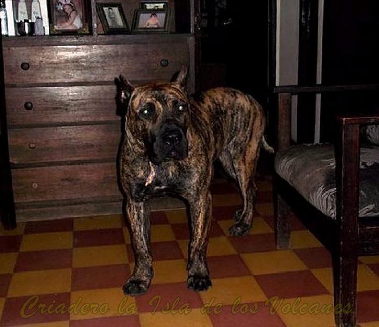Dogo Canario. Narco De La Isla De Los Volcanes.