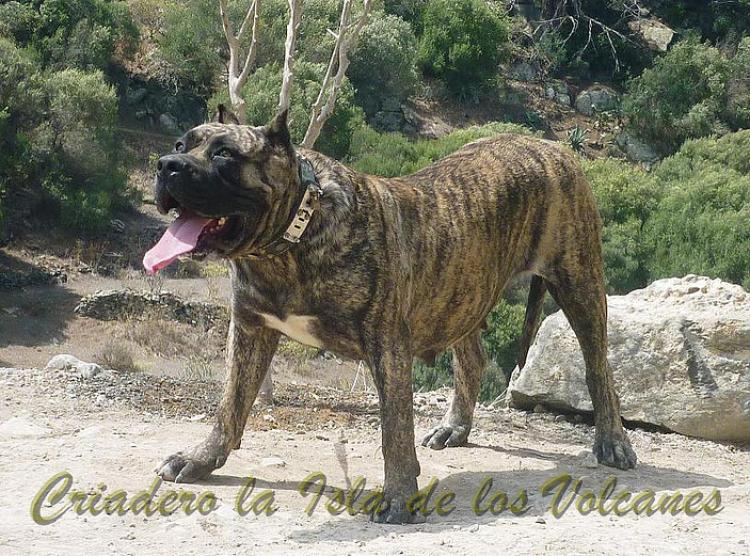 Dogo Canario. Faina De La Isla De Los Volcanes.
