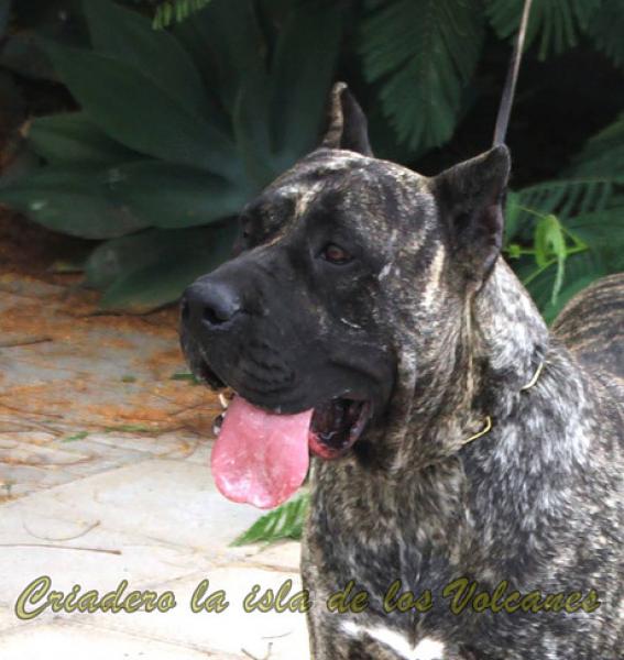 Dogo Canario. Haria De La Isla De Los Volcanes.