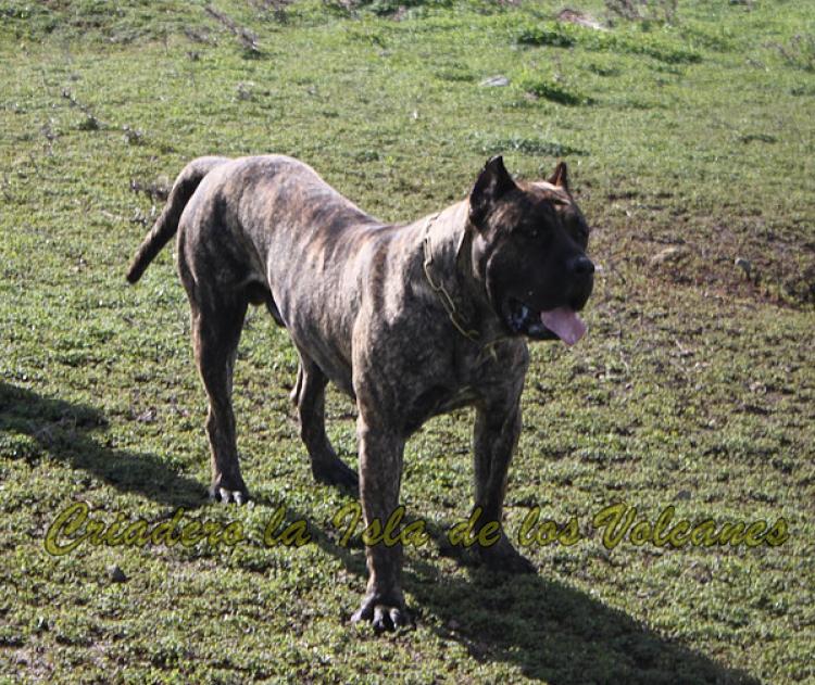 Dogo Canario. Faraon De La Isla De Los Volcanes con 17 meses.
