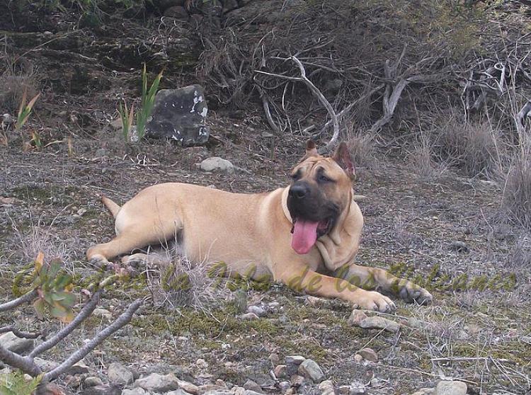 Dogo Canario. Turco De La Isla De Los Volcanes.