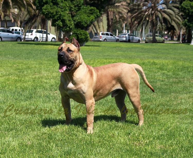 Dogo Canario. Turco De La Isla De Los Volcanes.