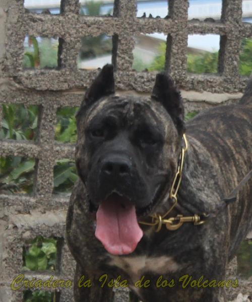 Dogo Canario. Cora De La Isla De Los Volcanes.