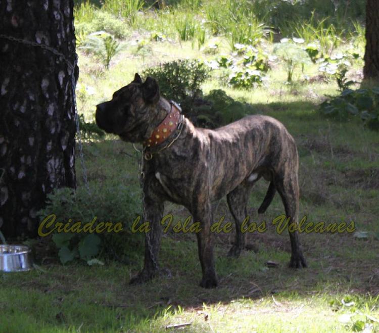 Dogo Canario. Faraon De La Isla De Los Volcanes.
