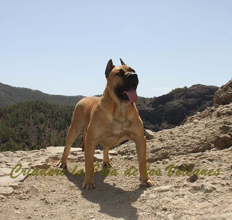 Dogo Canario. Turco De La Isla De Los Volcanes con 12 meses.